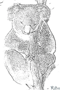 koala Pàgines Per Pintar Imprimibles
